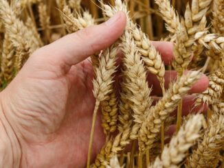 Recolta de grâu. FOTO Pavlofox