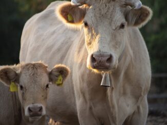 Bovine crescute la fermă. FOTO ptfrancesco