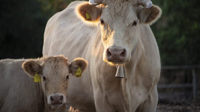 Bovine crescute la fermă. FOTO ptfrancesco