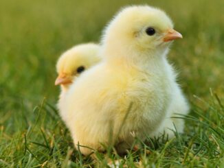 Pui de găină. FOTO Lolame