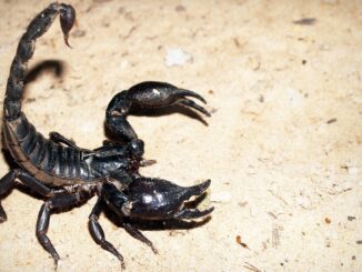 Scorpion gata de atac. FOTO pixabay