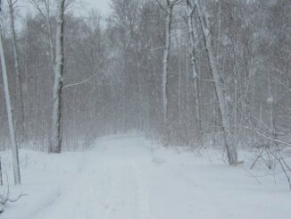 ninsoare, zapada, iarna, ninge